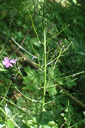 Hesperis matronalis \ Gew�hnliche Nachtviole / Dame's Violet, D Rauenberg 9.6.2023