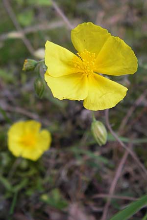 Helianthemum nummularium \ Kleinbl�ttriges Sonnenr�schen / Common Rock-Rose, D Mannheim 27.6.2013