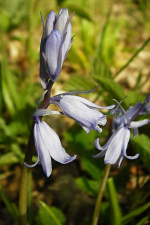 Hyacinthoides non-scripta \ Hasengl�ckchen / English Bluebell, D Mannheim 22.4.2015