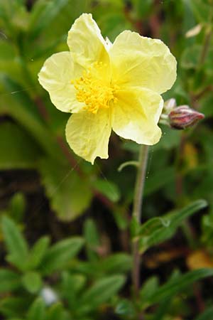 Helianthemum nummularium \ Kleinbl�ttriges Sonnenr�schen / Common Rock-Rose, D &Ouml;stringen-Eichelberg 8.6.2015