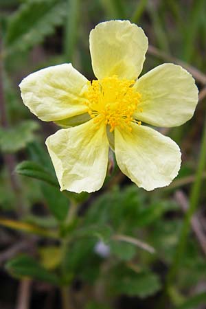 Helianthemum nummularium \ Kleinbl�ttriges Sonnenr�schen / Common Rock-Rose, D &Ouml;stringen-Eichelberg 8.6.2015