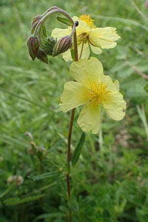 Helianthemum nummularium \ Kleinbl�ttriges Sonnenr�schen / Common Rock-Rose, D &Ouml;stringen-Eichelberg 28.5.2016