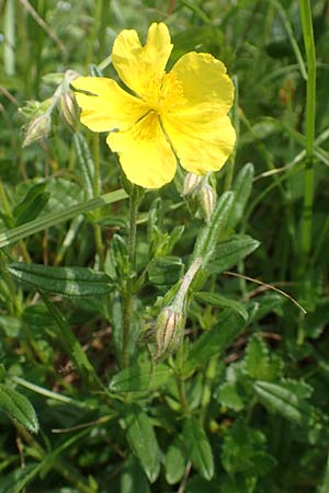 Helianthemum nummularium \ Kleinbl�ttriges Sonnenr�schen / Common Rock-Rose, D &Ouml;stringen-Eichelberg 28.5.2016