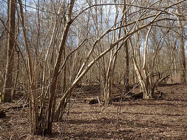 Corylus avellana \ Haselnuss / Hazel, D R&ouml;merberg 13.3.2019