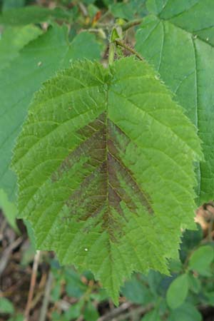 Corylus avellana \ Haselnuss / Hazel, D Mannheim 15.5.2019