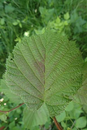 Corylus avellana \ Haselnuss / Hazel, D Raubach 1.6.2019