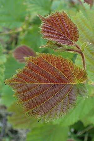 Corylus avellana \ Haselnuss / Hazel, D Bruchsal 27.5.2020