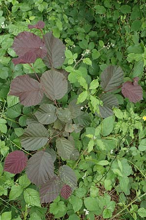 Corylus avellana \ Haselnuss / Hazel, D Fr&ouml;ndenberg-Hohenheide 11.6.2020