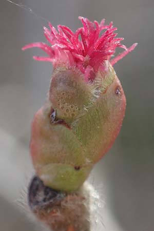 Corylus avellana \ Haselnuss / Hazel, D Ludwigshafen 19.2.2022