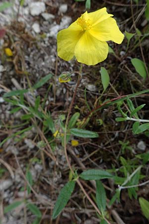 Helianthemum nummularium, Kleinbl&auml;ttriges Sonnenr�schen