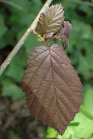 Corylus avellana \ Haselnuss / Hazel, D Weckhoven 10.4.2025