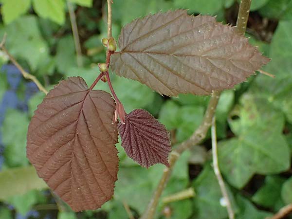 Corylus avellana \ Haselnuss / Hazel, D Weckhoven 10.4.2025
