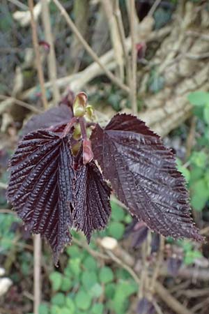 Corylus avellana \ Haselnuss / Hazel, D Gelsenkirchen 11.4.2025
