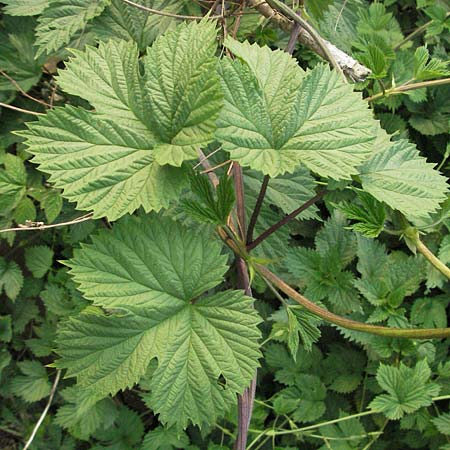 Humulus lupulus \ Hopfen / Hop, D Mannheim 24.4.2007