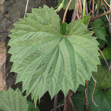 Humulus lupulus \ Hopfen / Hop, D Mannheim 24.4.2007