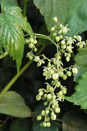 Humulus lupulus \ Hopfen / Hop, D Sandhausen 31.7.2007