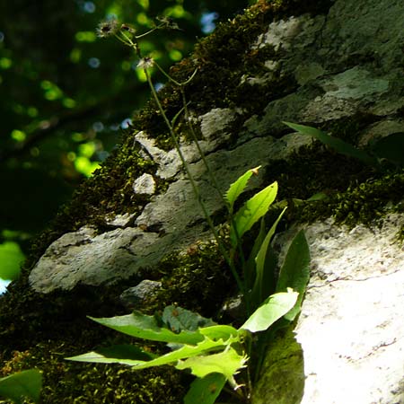 Hieracium oxyodon \ Spitzz�hniges Habichtskraut / Acute-Toothed Hawkweed, D Eningen unter Achalm 27.6.2018