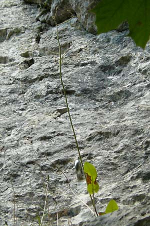 Hieracium oxyodon \ Spitzz�hniges Habichtskraut / Acute-Toothed Hawkweed, D Eningen unter Achalm 27.6.2018