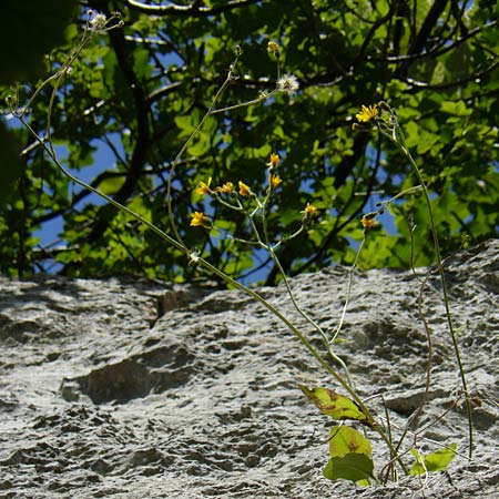Hieracium oxyodon \ Spitzz�hniges Habichtskraut / Acute-Toothed Hawkweed, D Eningen unter Achalm 27.6.2018