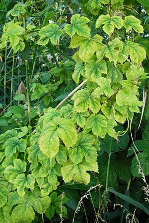 Humulus lupulus \ Hopfen / Hop, D Gro&szlig;-Gerau 25.6.2015