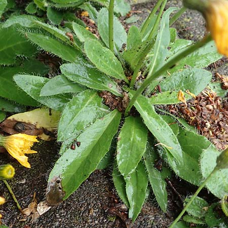 Hieracium onosmoides subsp. buglossoides \ Lotwurzbl�ttriges Habichtskraut / Onosma-Leaved Hawkweed, D G&uuml;nzburg 9.6.2016