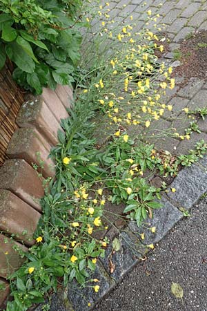 Hieracium onosmoides subsp. buglossoides \ Lotwurzbl�ttriges Habichtskraut / Onosma-Leaved Hawkweed, D G&uuml;nzburg 9.6.2016