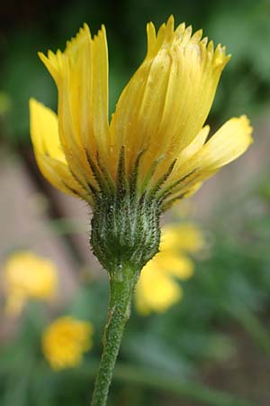 Hieracium onosmoides subsp. buglossoides \ Lotwurzbl�ttriges Habichtskraut / Onosma-Leaved Hawkweed, D G&uuml;nzburg 9.6.2016