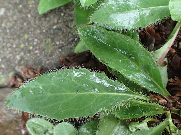 Hieracium onosmoides subsp. buglossoides \ Lotwurzbl�ttriges Habichtskraut / Onosma-Leaved Hawkweed, D G&uuml;nzburg 9.6.2016