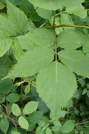 Sambucus nigra \ Schwarzer Holunder / Elder, D Schwarzwald/Black-Forest, Bad Rippoldsau 3.8.2016
