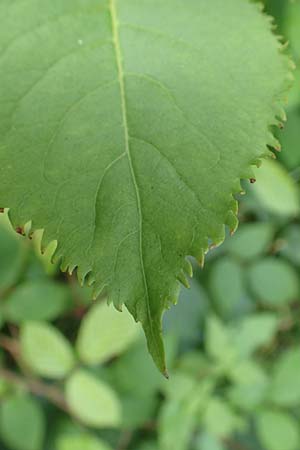 Sambucus nigra \ Schwarzer Holunder / Elder, D Schwarzwald/Black-Forest, Bad Rippoldsau 3.8.2016