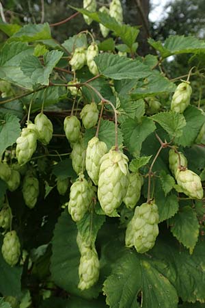 Humulus lupulus \ Hopfen / Hop, D Rheing&ouml;nheim 9.9.2017
