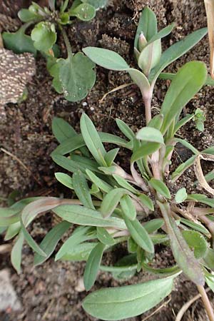 Holosteum umbellatum \ Spurre / Jagged Chickweed, D St. Leon - Rot 23.3.2018