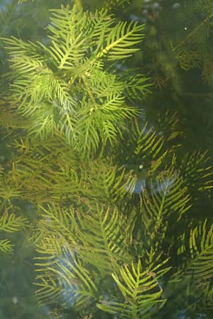 Hottonia palustris \ Sumpf-Wasserfeder / Water Violet, D Hassloch 25.5.2018