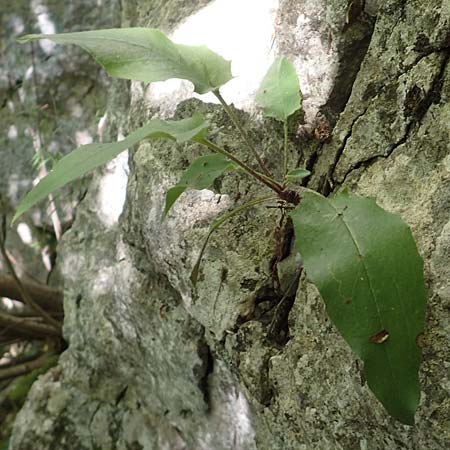 Hieracium oxyodon \ Spitzz�hniges Habichtskraut / Acute-Toothed Hawkweed, D Eningen unter Achalm 27.6.2018