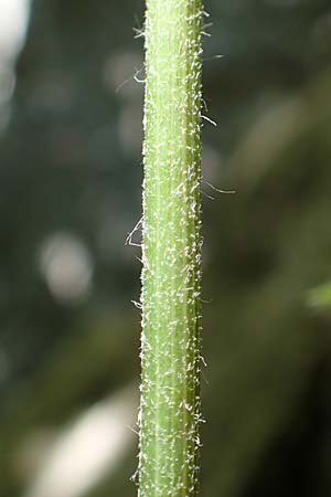Hieracium oxyodon \ Spitzz�hniges Habichtskraut / Acute-Toothed Hawkweed, D Eningen unter Achalm 27.6.2018
