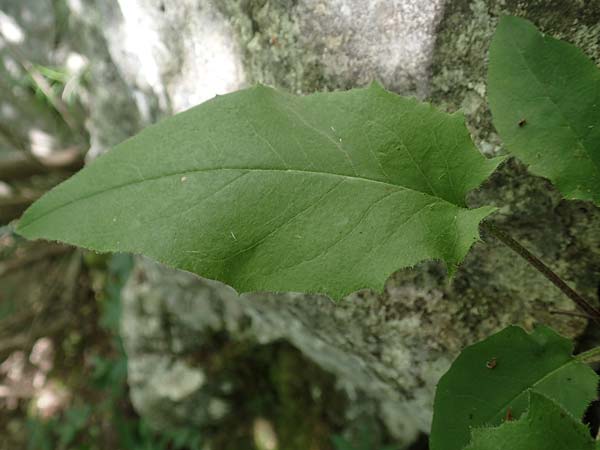 Hieracium oxyodon \ Spitzz�hniges Habichtskraut / Acute-Toothed Hawkweed, D Eningen unter Achalm 27.6.2018