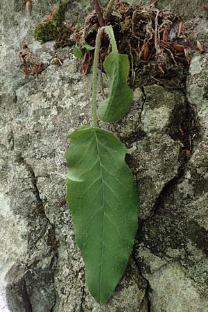 Hieracium oxyodon \ Spitzz�hniges Habichtskraut / Acute-Toothed Hawkweed, D Eningen unter Achalm 27.6.2018