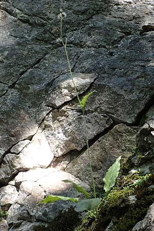 Hieracium oxyodon \ Spitzz�hniges Habichtskraut / Acute-Toothed Hawkweed, D Eningen unter Achalm 27.6.2018