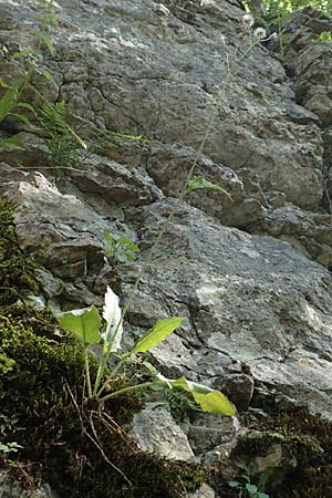 Hieracium oxyodon \ Spitzz�hniges Habichtskraut / Acute-Toothed Hawkweed, D Eningen unter Achalm 27.6.2018