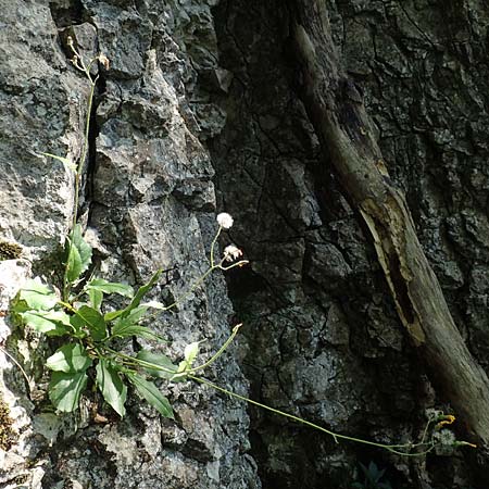 Hieracium oxyodon \ Spitzz�hniges Habichtskraut / Acute-Toothed Hawkweed, D Eningen unter Achalm 27.6.2018