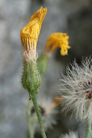 Hieracium oxyodon \ Spitzz�hniges Habichtskraut / Acute-Toothed Hawkweed, D Eningen unter Achalm 27.6.2018