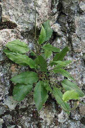 Hieracium oxyodon \ Spitzz�hniges Habichtskraut / Acute-Toothed Hawkweed, D Eningen unter Achalm 27.6.2018