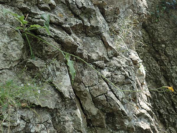 Hieracium oxyodon \ Spitzz�hniges Habichtskraut / Acute-Toothed Hawkweed, D Eningen unter Achalm 27.6.2018