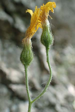 Hieracium oxyodon \ Spitzz�hniges Habichtskraut / Acute-Toothed Hawkweed, D Eningen unter Achalm 27.6.2018