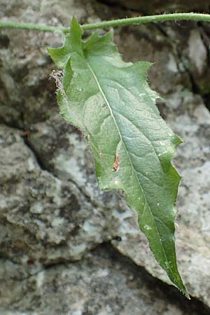 Hieracium oxyodon \ Spitzz�hniges Habichtskraut / Acute-Toothed Hawkweed, D Eningen unter Achalm 27.6.2018