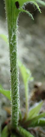 Hieracium oxyodon \ Spitzz�hniges Habichtskraut / Acute-Toothed Hawkweed, D Eningen unter Achalm 27.6.2018