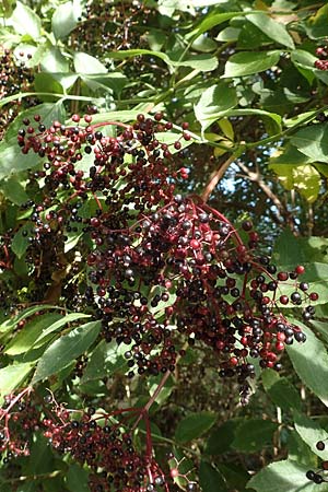 Sambucus nigra \ Schwarzer Holunder / Elder, D K&ouml;ln-Z&uuml;ndorf 22.8.2018
