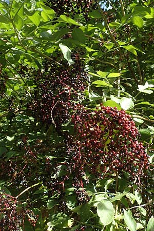Sambucus nigra \ Schwarzer Holunder / Elder, D K&ouml;ln-Z&uuml;ndorf 22.8.2018