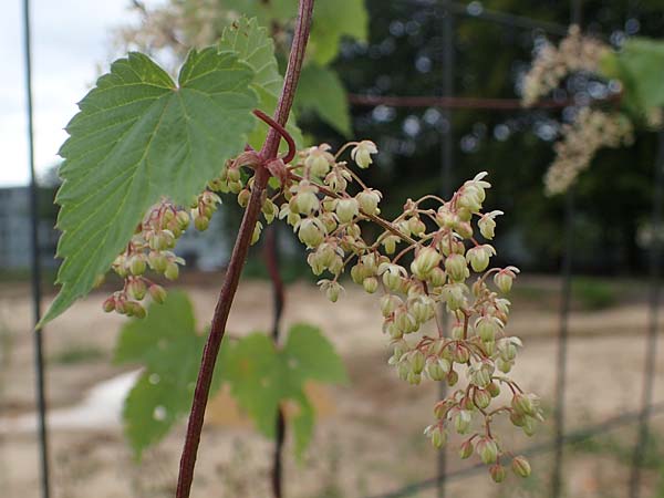 Humulus lupulus \ Hopfen / Hop, D Bochum 9.8.2021