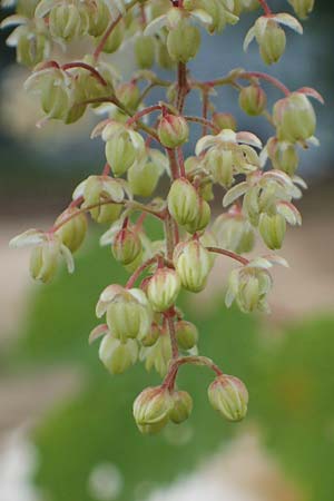Humulus lupulus \ Hopfen / Hop, D Bochum 9.8.2021